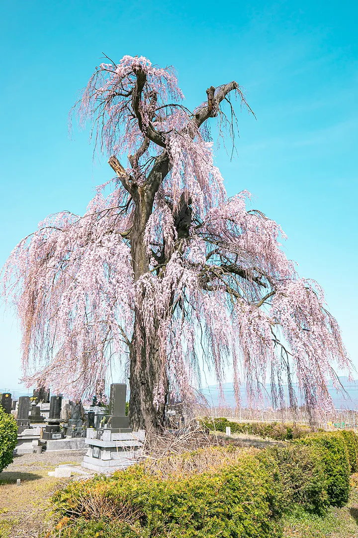 matsumoto_00_051_01.jpg