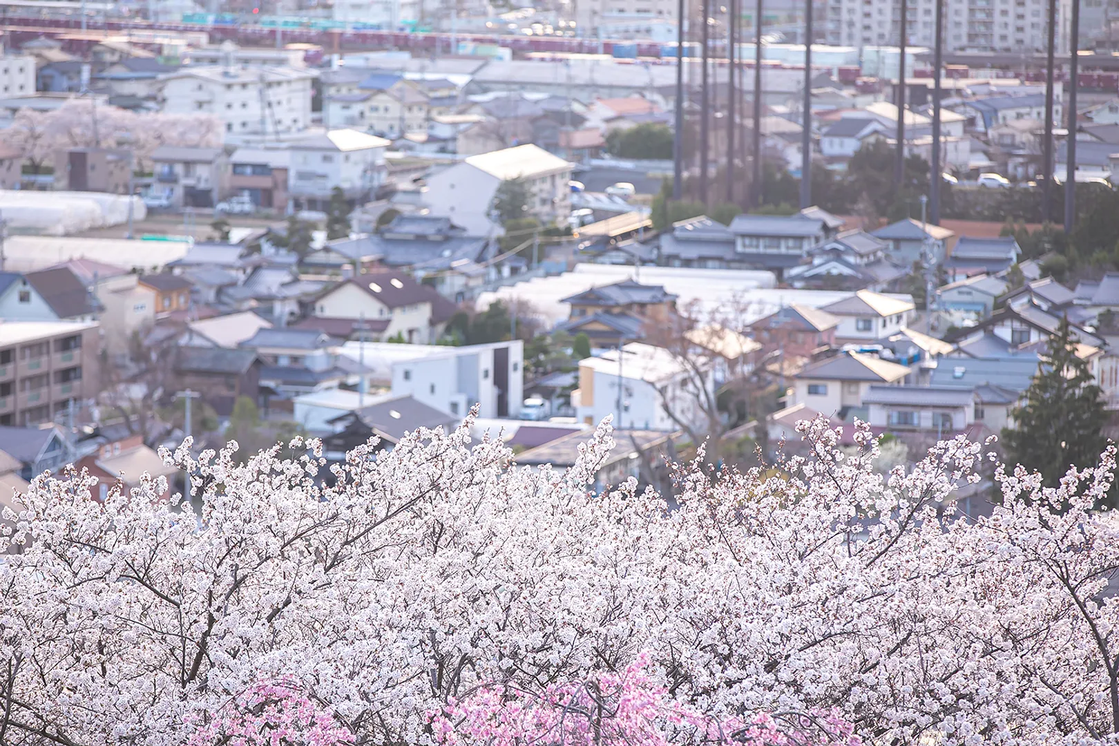 matsumoto_00_047_01.jpg